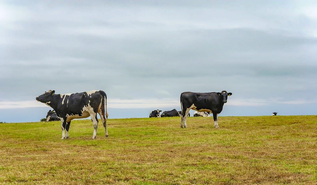 Cattle in Ireland